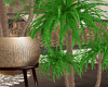 Island Potted Palm Tree