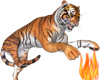 Tiger & Fire