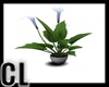 (CL) NY 2BDRM APT PLANT