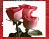 Valentine Roses rose...