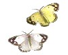 Animated Butterfly