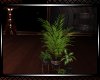 *Fallin  Plant 6