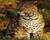 Leopard pickture