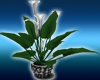 Silver Lily Plant