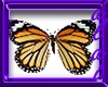 BUTTTERFLY  GARDEN