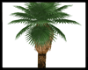 A Coconut Tree