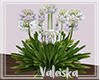 *VK* Hydrangea plant