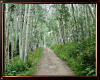 Aspen Lined Road