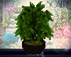 [S] big pot plant