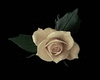 flower Rose Boutonniere