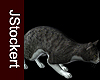 AP Grey Tabby Cat #4