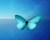 Y*Butterfly Kite Anim.