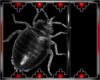 Drax pest bug 1