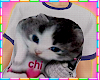 ! kitten tee<3