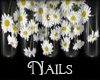 Just Daisies Black
