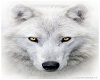 loup blanc +5 voix