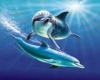 dolphin lover