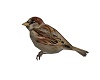 Sparrow Anim