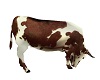 brown cow