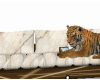 Wild Club Couch