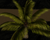 [kyh]coconut plant5