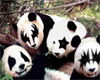 Kiss panda Poster