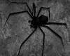 Spider Buddy Black🕸