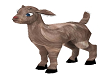 E's Baby Goat