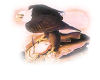 Audubon Eagle