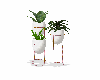 {{QP}}Plants