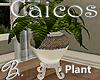 *B* Caicos Plant