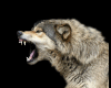 Sticker Wolf 14