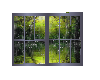 Rain Forest Window