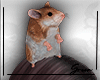 Hamster Head Male Ver