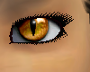 Orange Cat Eyes [F]