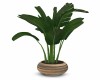Tropical Leaf Plant