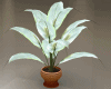 *B* Potted White Plants