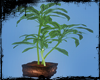 [Gel]Maranta Plant