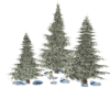 Three Snow Covered Pine