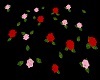 Floating Roses: red/pink