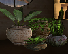 Plants Modern Apartmens