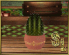 *Pot Cactus