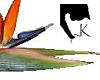 Bird of Paradise