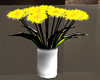 {PT} Yellow Chrysanthemu