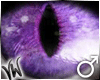 Purple Predator (male)