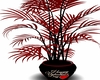 valentine day plant