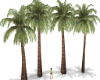 palm tree row