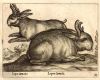 Domestic Jacalope