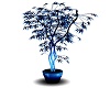 Japanese Blue Maple