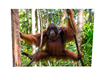 Orangutan
